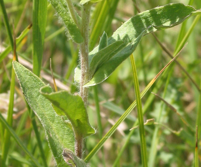 Изображение особи Inula britannica.