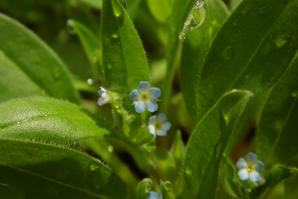 Image of Myosotis sparsiflora specimen.