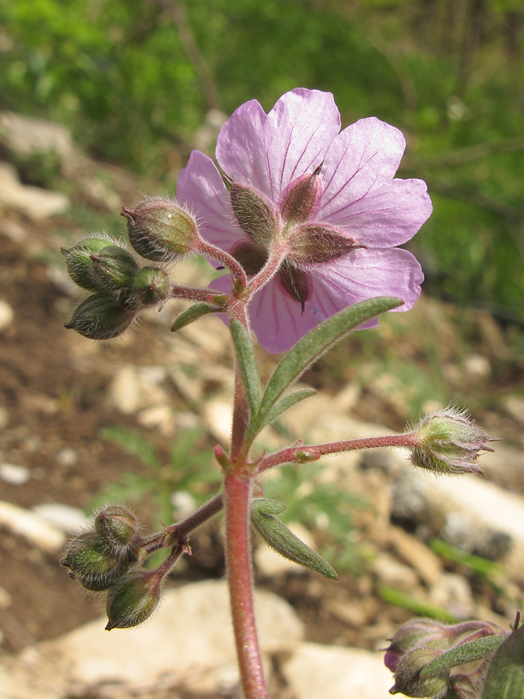 Image of Geranium tuberosum specimen.