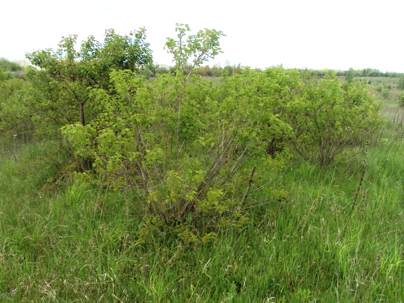 Image of Viburnum opulus specimen.