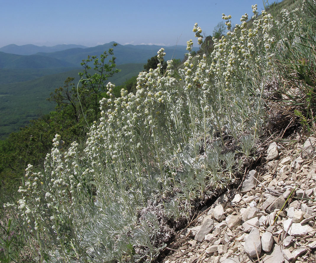 Изображение особи Artemisia caucasica.