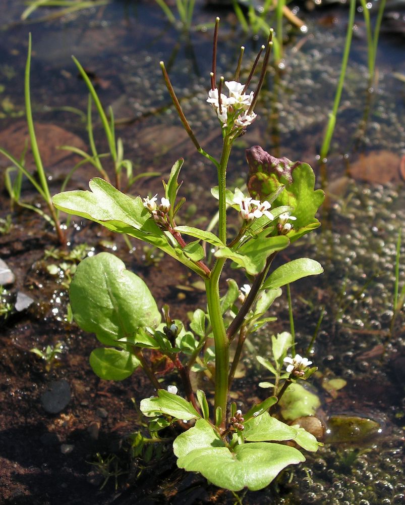 Image of Cardamine regeliana specimen.