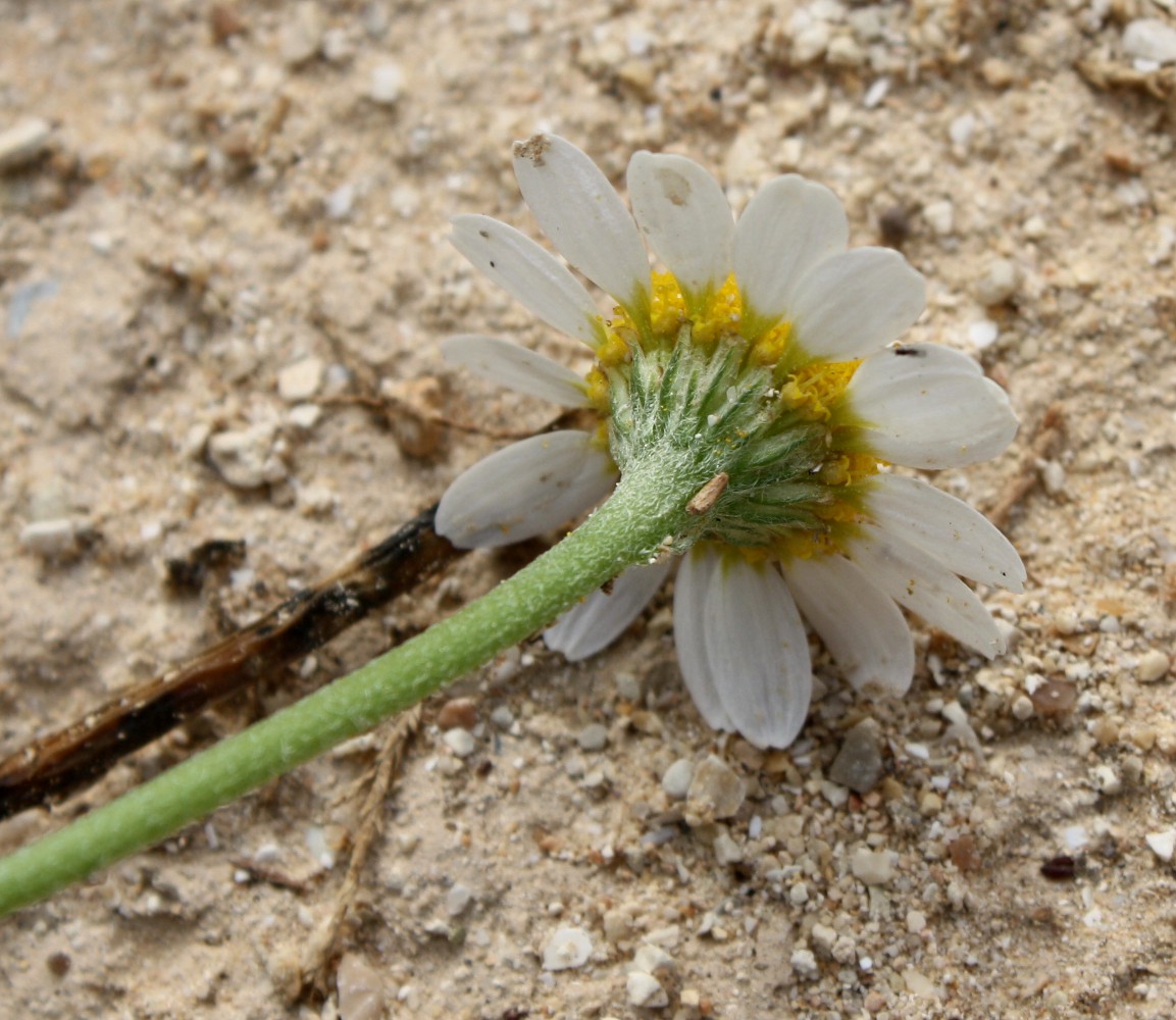 Image of Anthemis pseudocotula specimen.