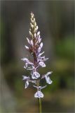 Dactylorhiza maculata