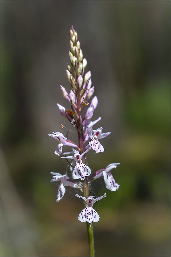 Image of Dactylorhiza maculata specimen.