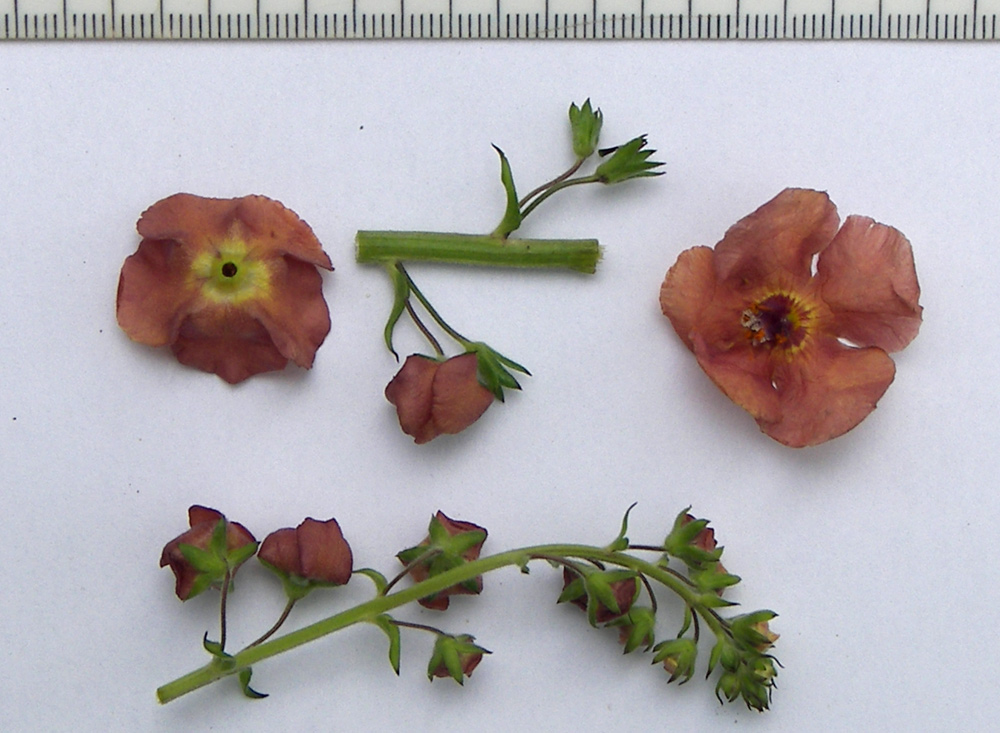 Image of Verbascum &times; ignescens specimen.