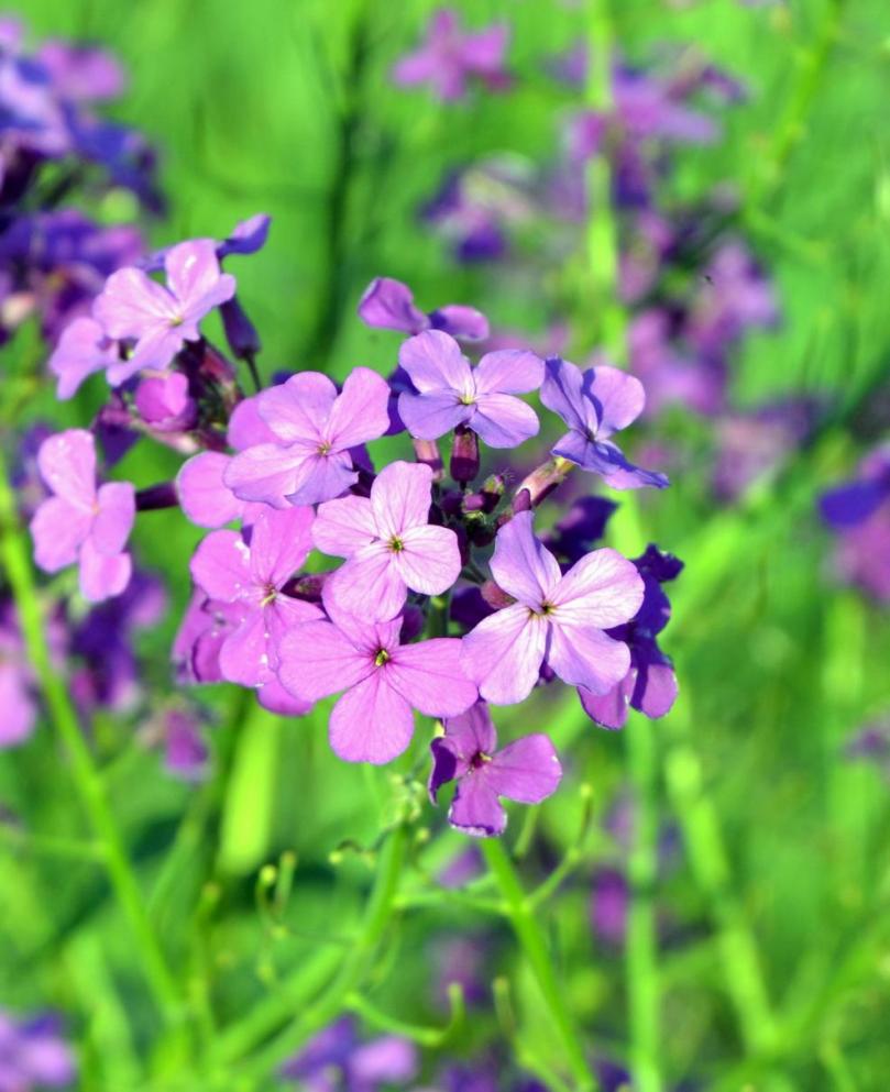 Image of Hesperis sibirica specimen.