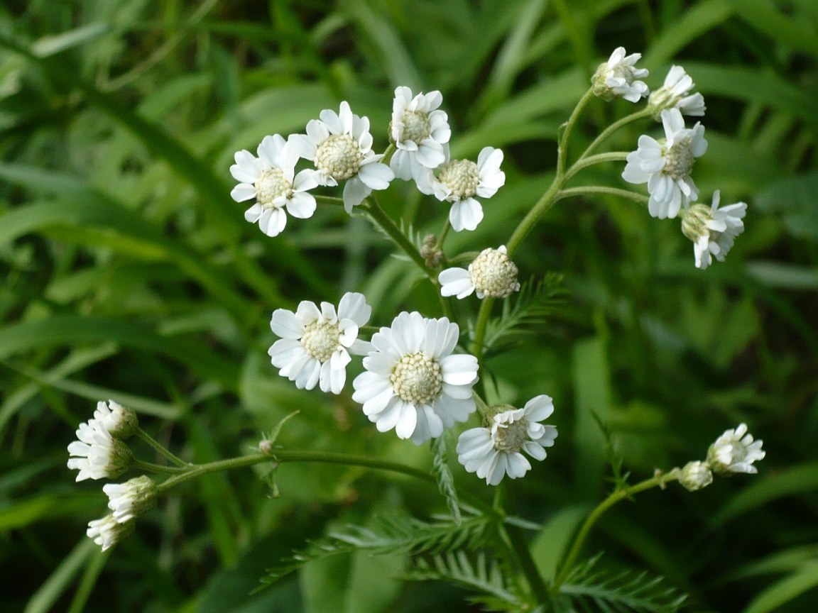 Image of Achillea impatiens specimen.
