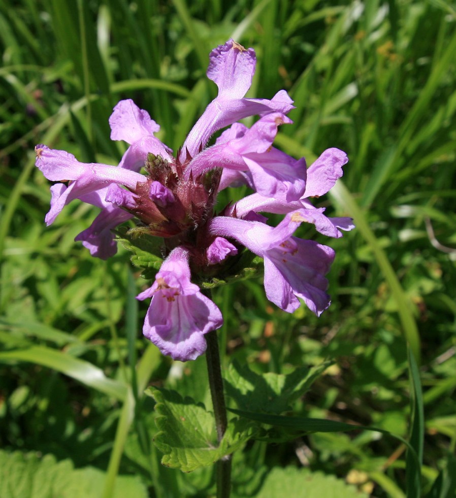 Image of Betonica macrantha specimen.