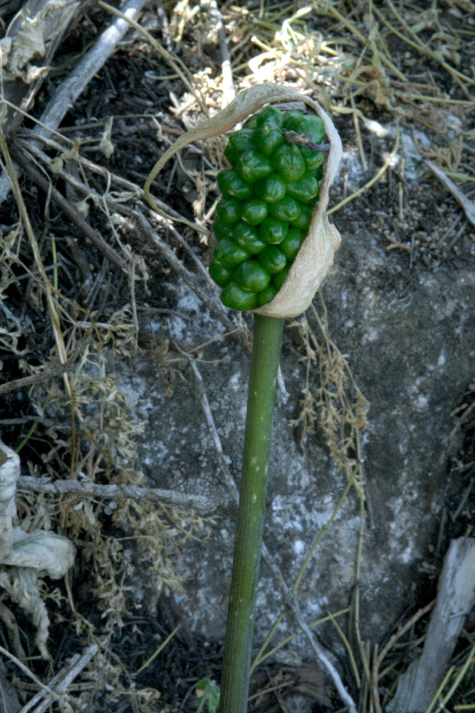 Изображение особи Arum korolkowii.