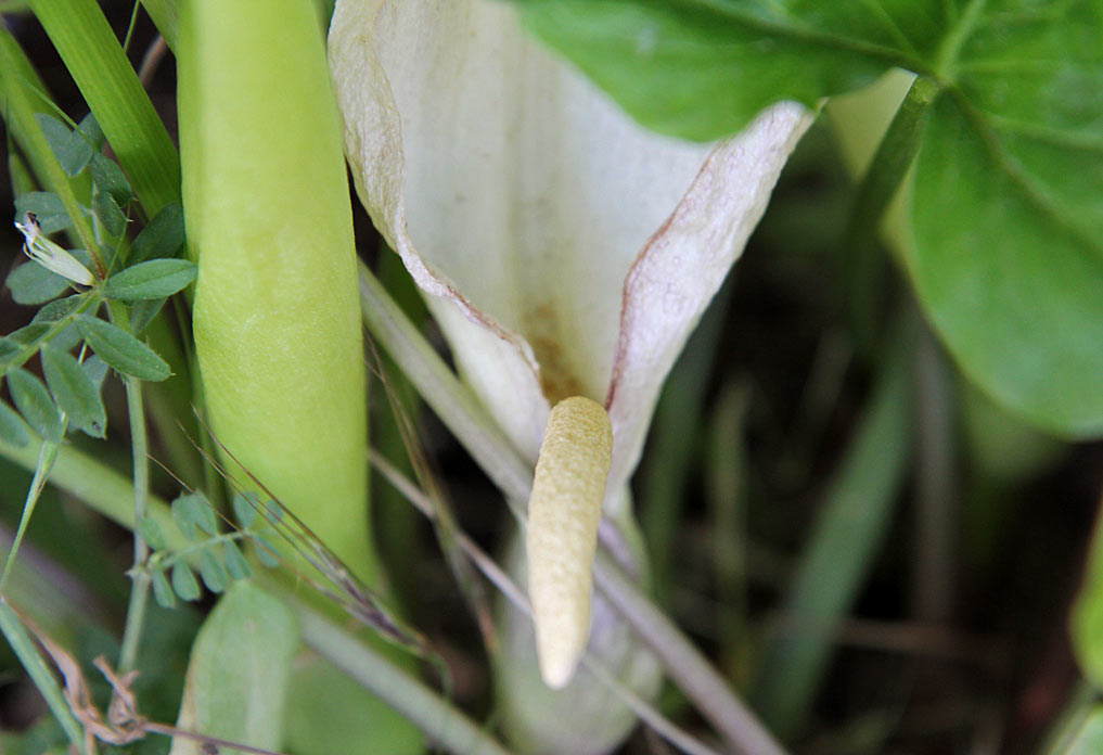 Image of Arum italicum specimen.