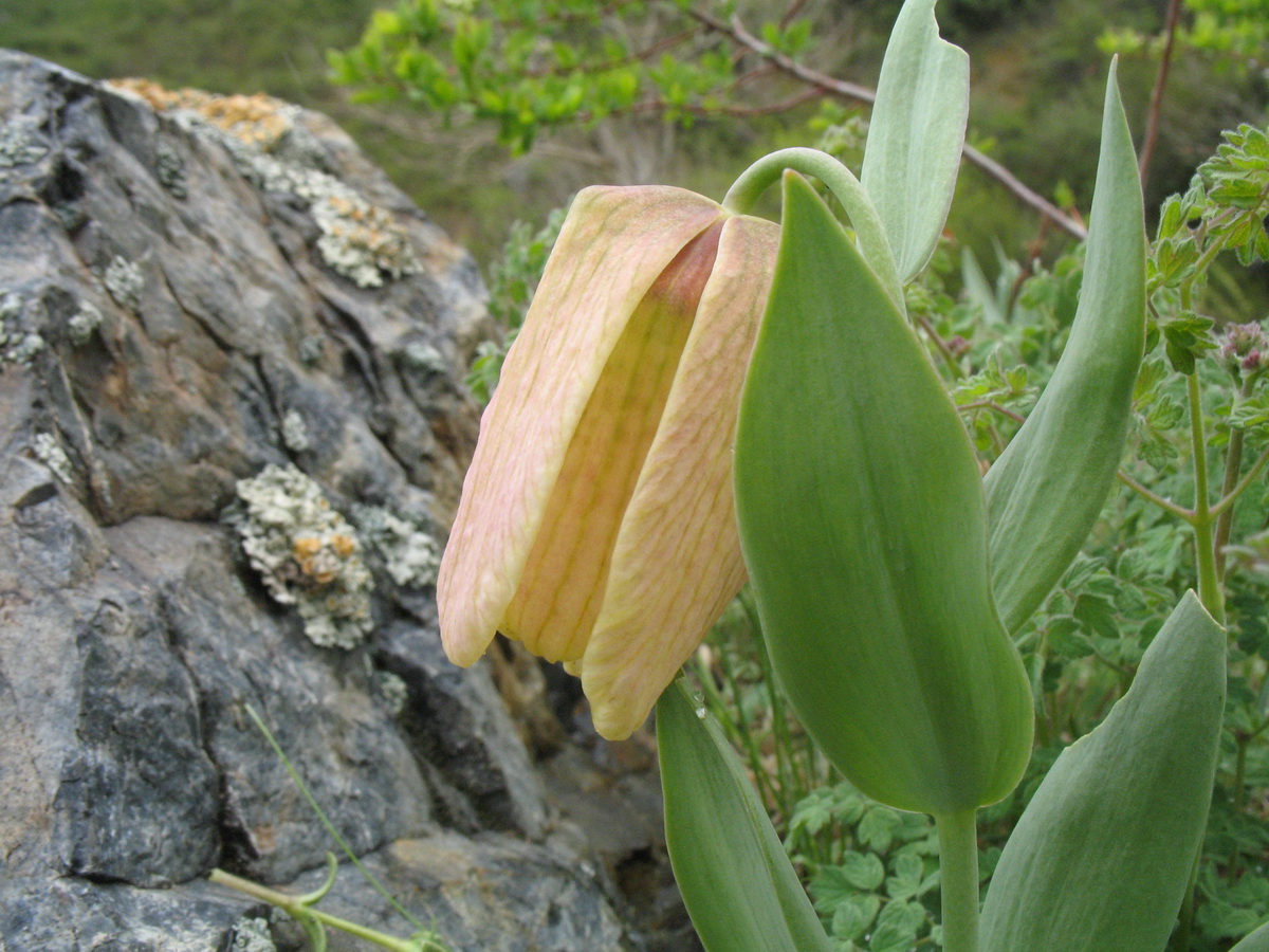 Image of Fritillaria pallidiflora specimen.
