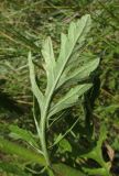 Senecio grandidentatus