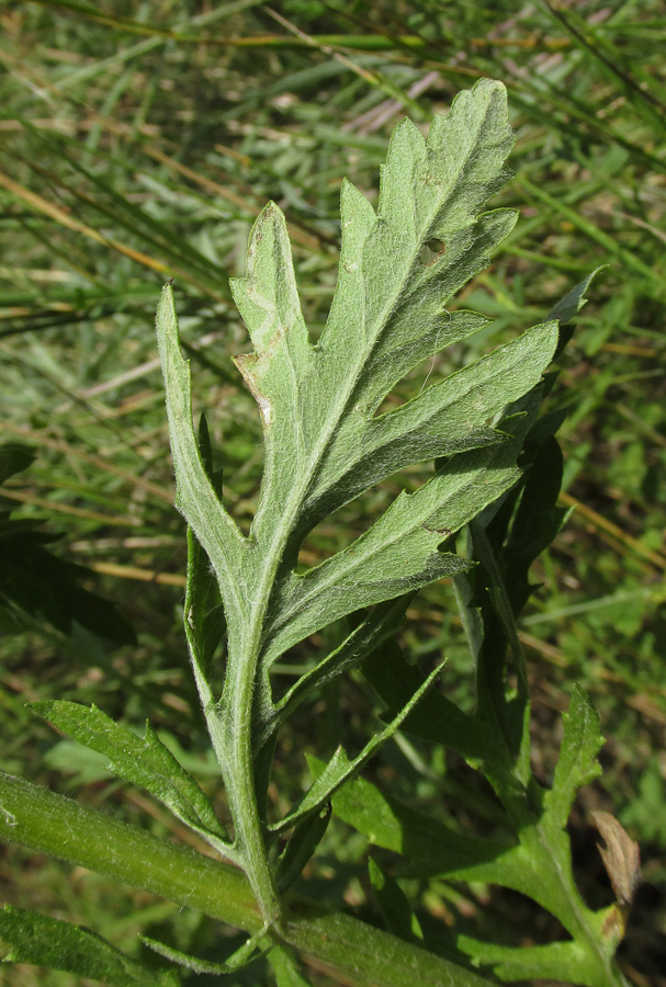 Image of Senecio grandidentatus specimen.