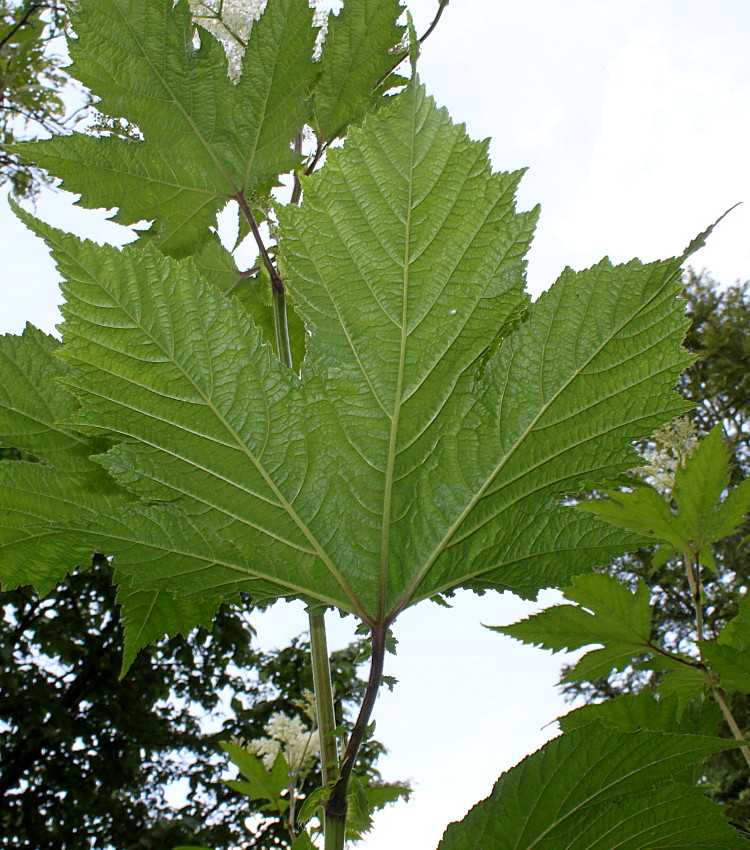 Изображение особи Filipendula camtschatica.