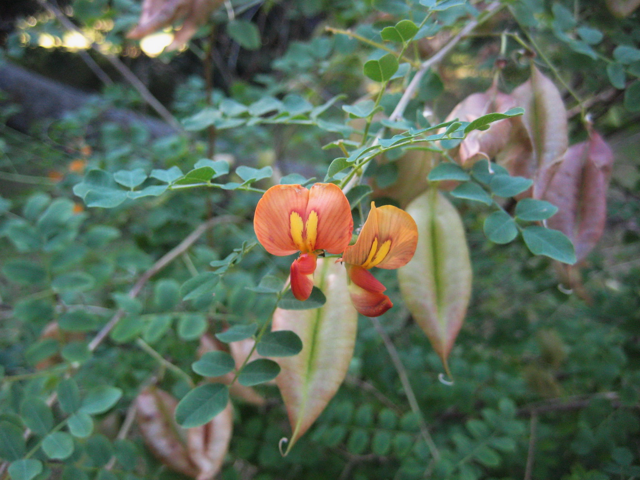 Image of Colutea orientalis specimen.