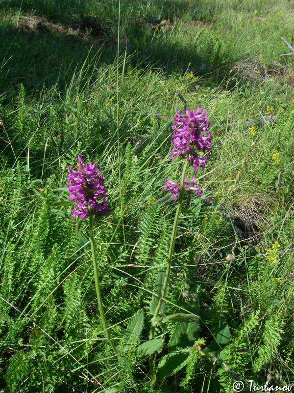 Изображение особи Betonica officinalis.