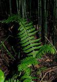 Polystichum subtripteron