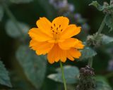 Cosmos sulphureus