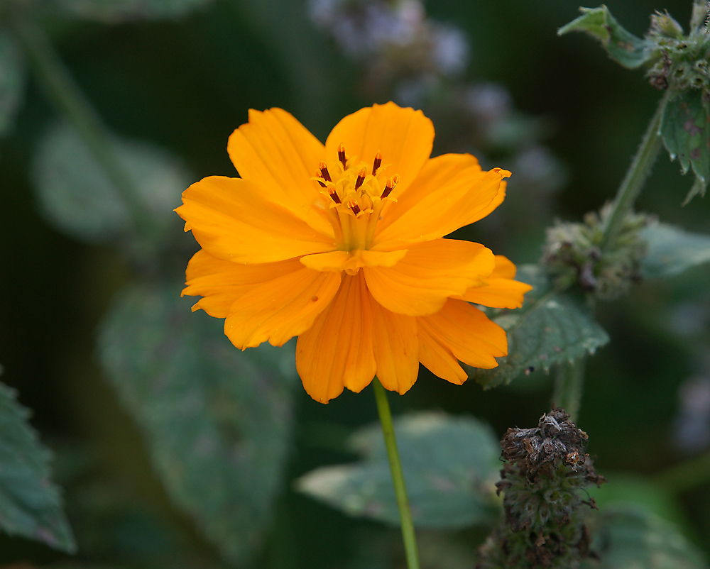 Изображение особи Cosmos sulphureus.