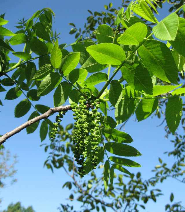 Image of Juglans nigra specimen.