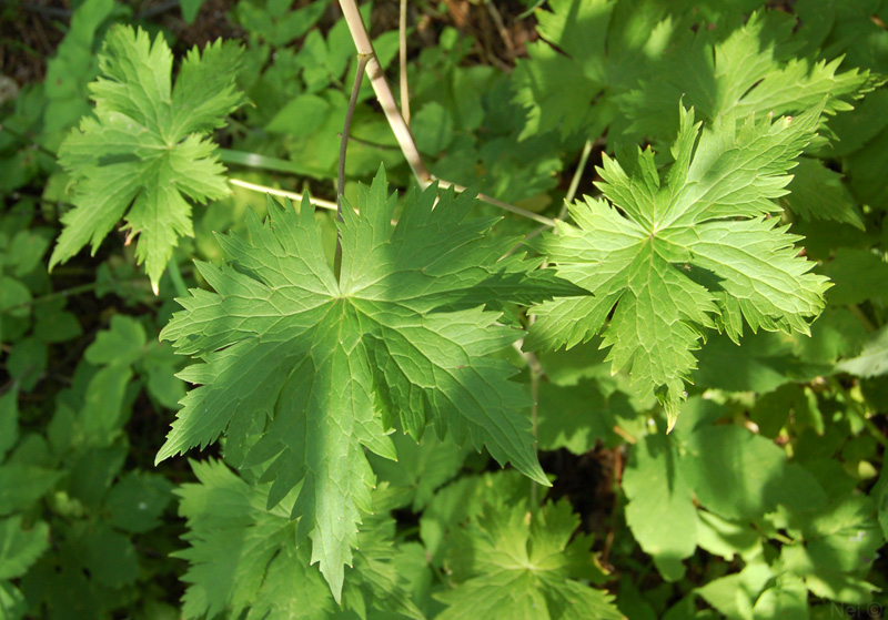 Image of Delphinium elatum specimen.