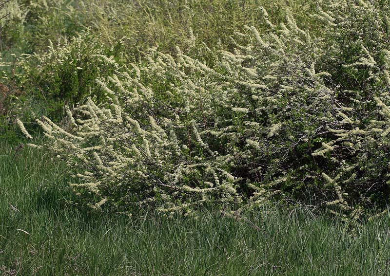 Image of Spiraea hypericifolia specimen.