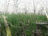 Equisetum hyemale. Заросли звоща зимующего в пойменном лесу. Камчатский край, Елизовский р-н, дельта р. Авачи. 20.05.2008.