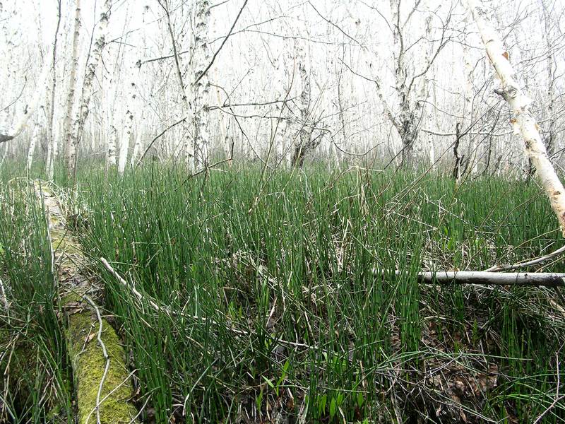 Image of Equisetum hyemale specimen.
