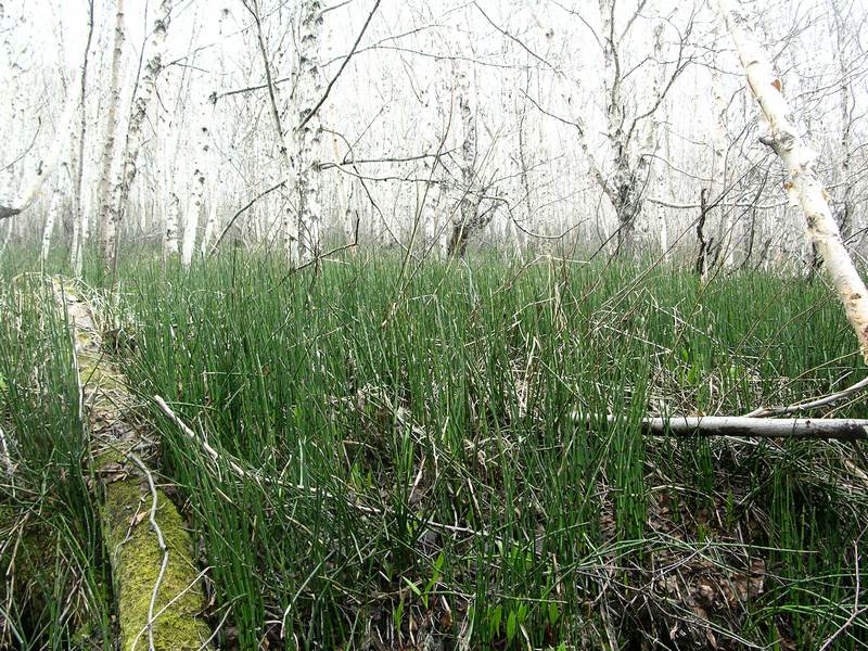 Изображение особи Equisetum hyemale.