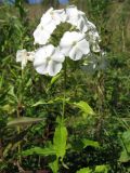 Phlox paniculata