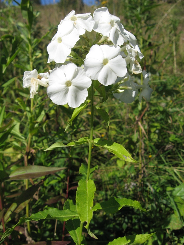 Image of Phlox paniculata specimen.