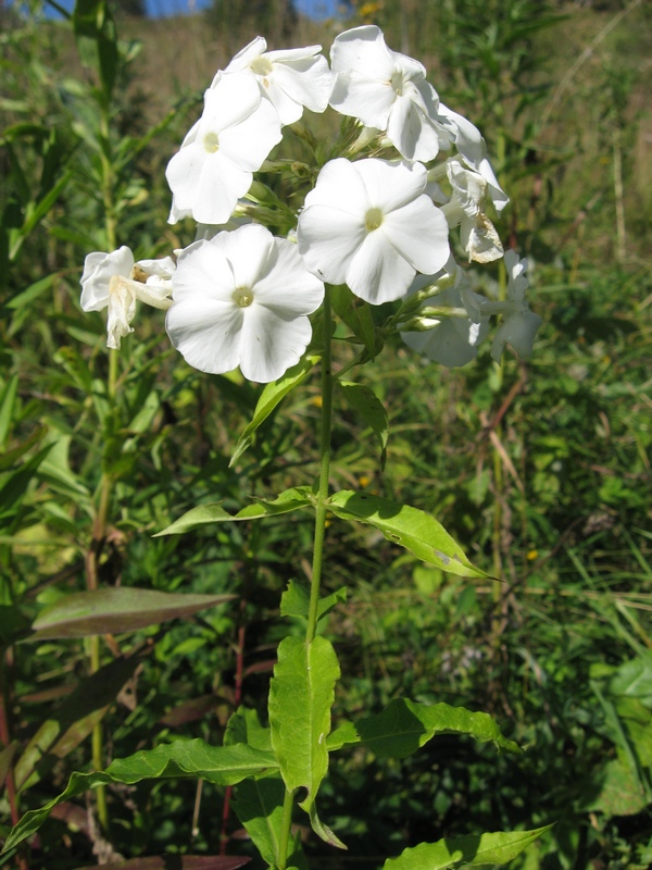 Изображение особи Phlox paniculata.