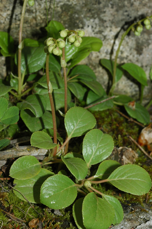 Изображение особи Orthilia obtusata.