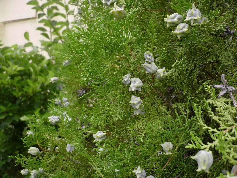 Изображение особи Platycladus orientalis.