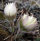 Pulsatilla orientali-sibirica