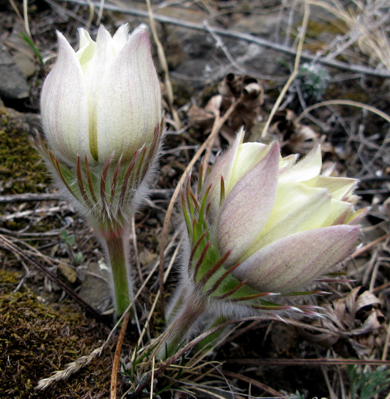 Изображение особи Pulsatilla orientali-sibirica.