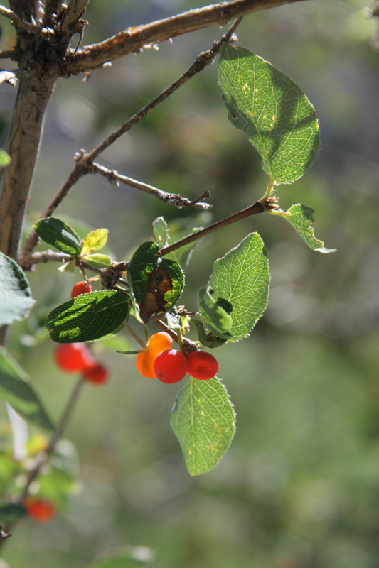 Изображение особи Lonicera tianschanica.