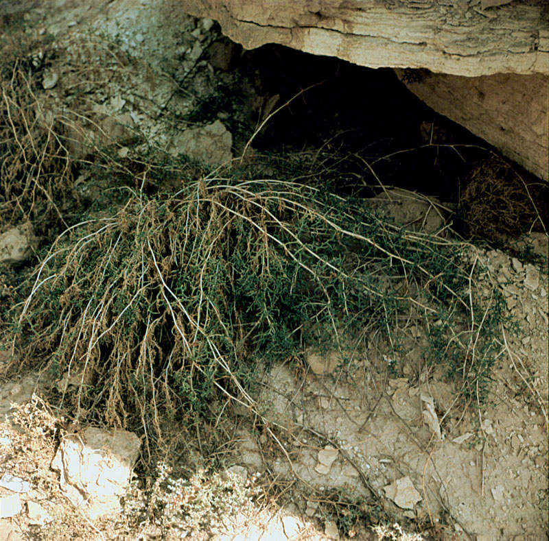 Image of Malacocarpus crithmifolius specimen.