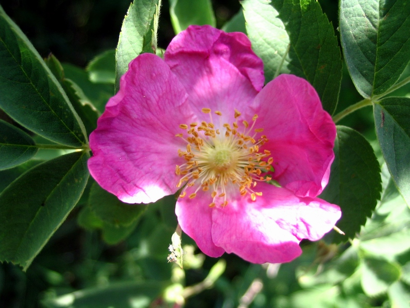 Image of Rosa cinnamomea specimen.