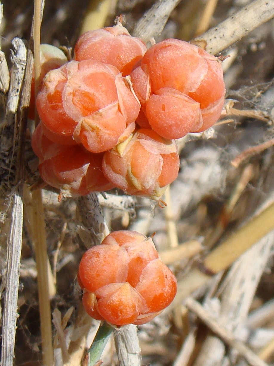 Image of Ephedra intermedia specimen.