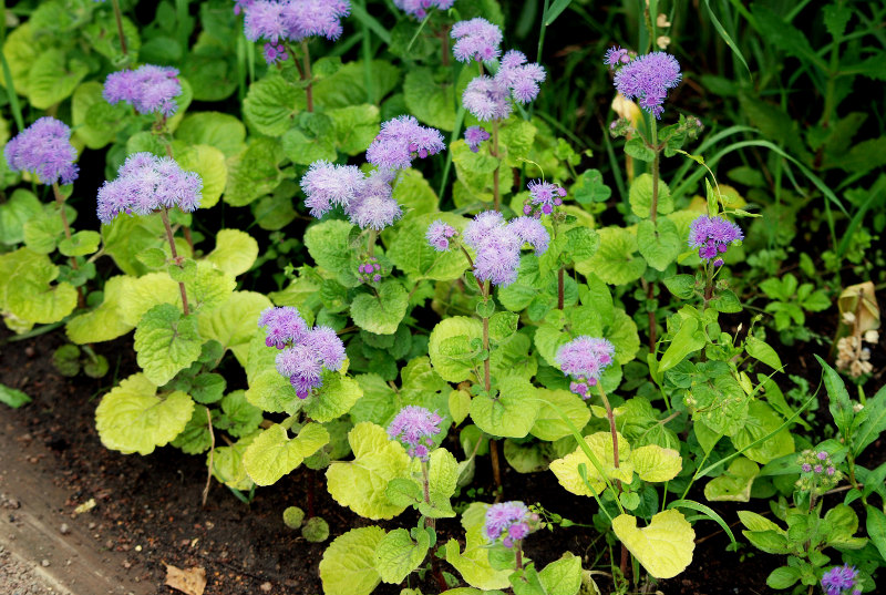 Изображение особи Ageratum houstonianum.