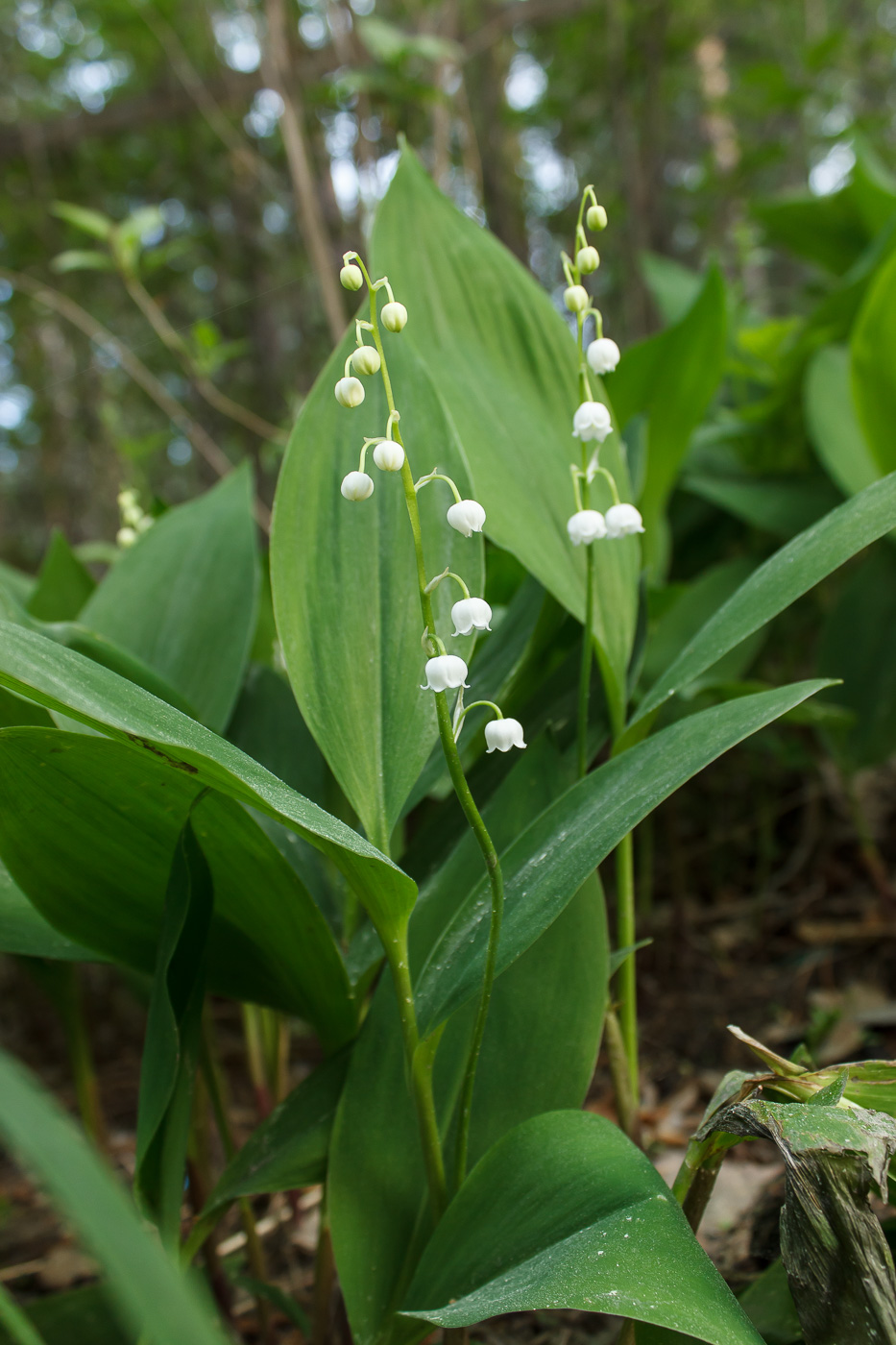 Image of Convallaria majalis specimen.