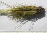 Festuca ovina