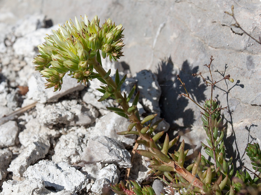 Image of Sedum ochroleucum specimen.