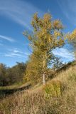 Populus suaveolens. Дерево с листвой в осенней окраске на лугу. Ленинградская обл., Кировский р-н, пос. Дачное, склон долины р. Мга у шоссе. 04.10.2015.