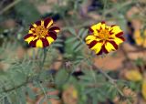 Tagetes patula. Верхушка цветущего растения. Новосибирск, цветник, в культуре. 16.10.2009.