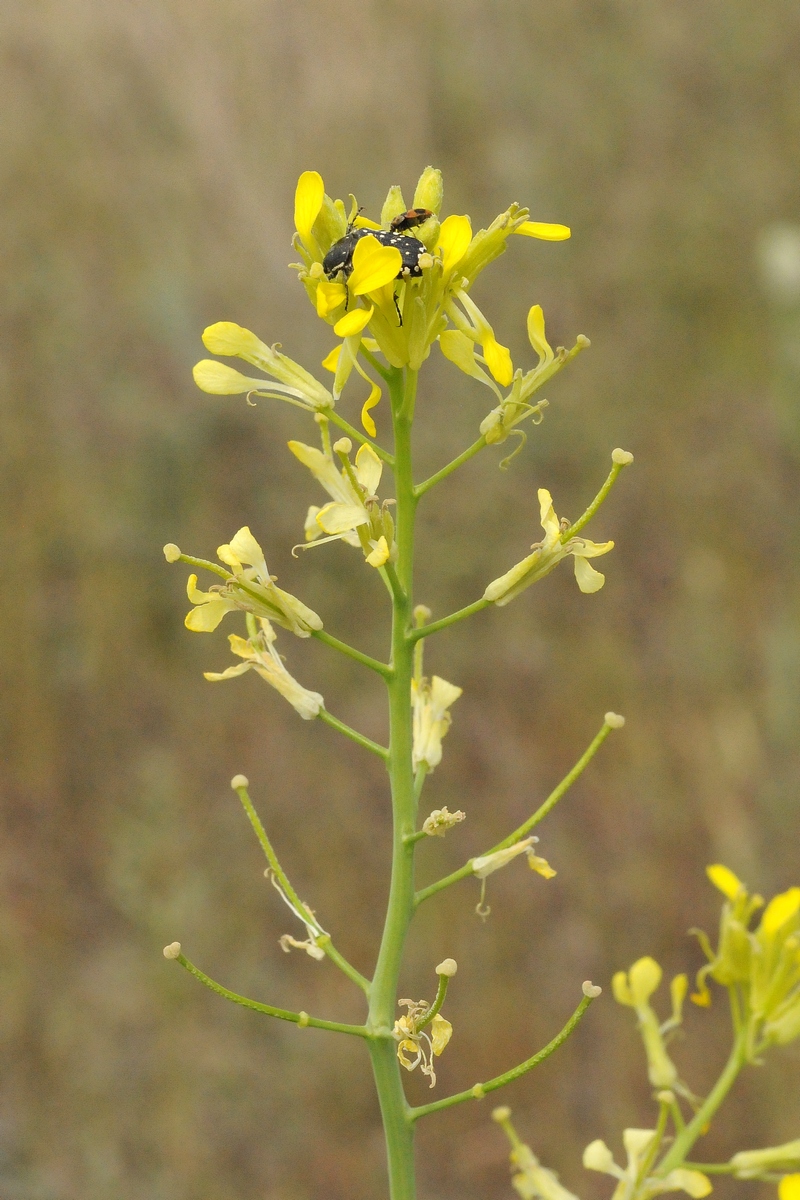 Изображение особи Erysimum czernjajevii.