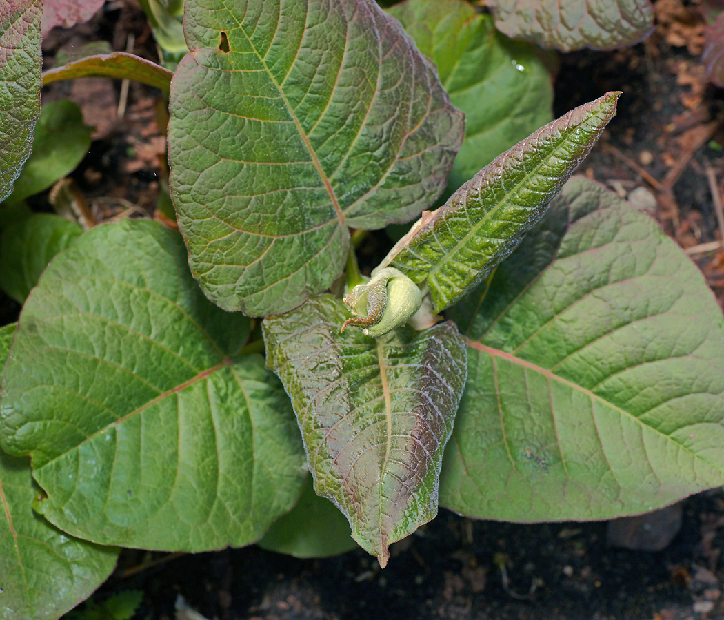 Изображение особи Reynoutria sachalinensis.