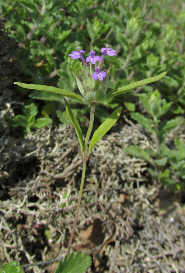 Изображение особи Ziziphora capitata.